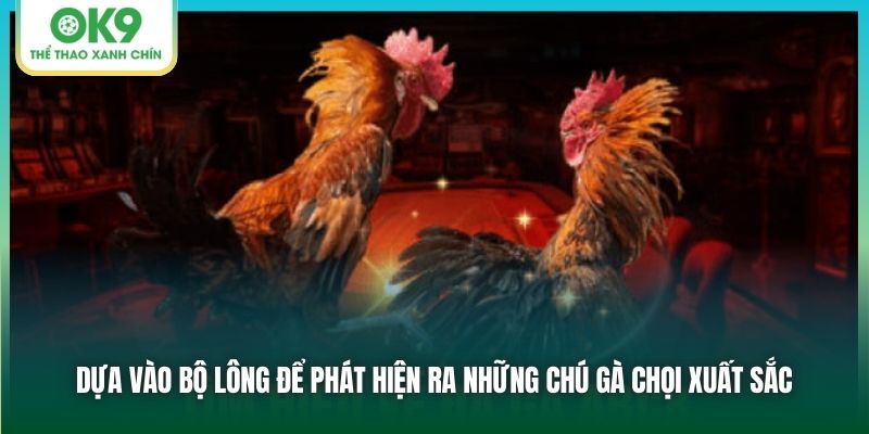 Dựa vào bộ lông để phát hiện ra những chú gà chọi xuất sắc